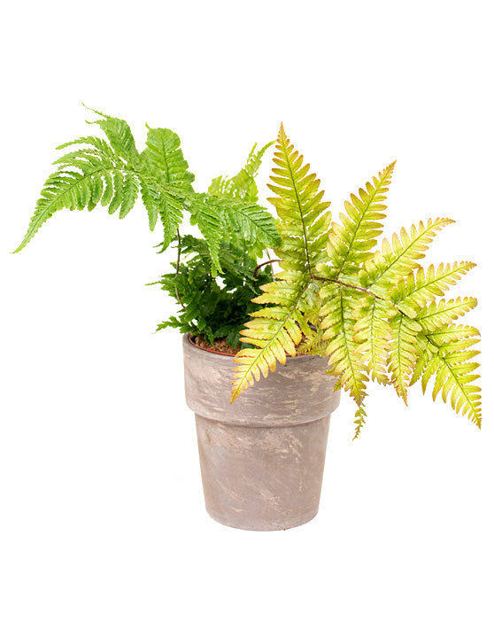 Dark Clay Pot | S | 4.5 Inch | Dark Grey