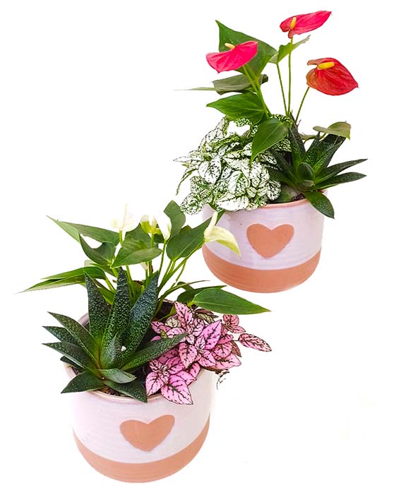 Pots à cœur romantiques