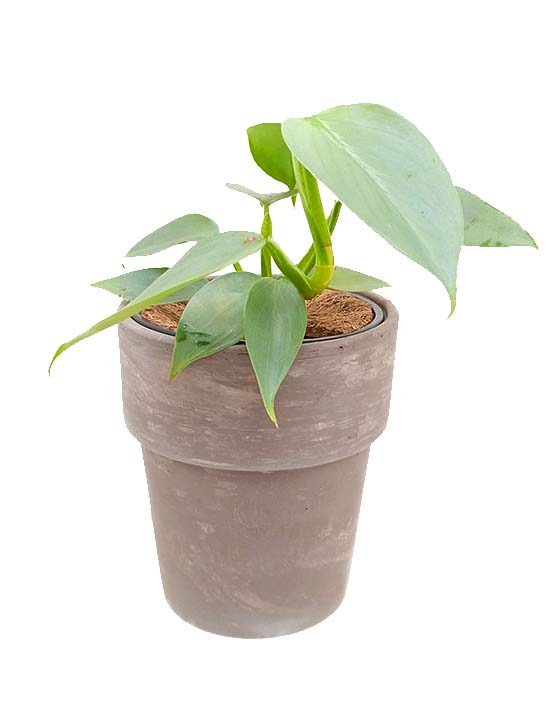 Dark Clay Pot | S | 4.5 Inch | Dark Grey
