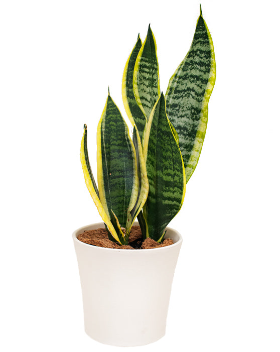 Snake Plant Variegated 'Mother-in-Law's Tongue' | Sansevieria