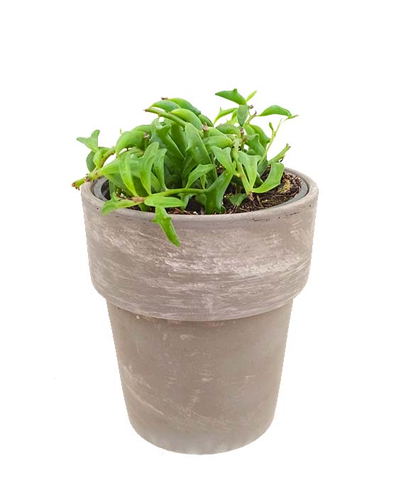 Dark Clay Pot | S | 4.5 Inch | Dark Grey