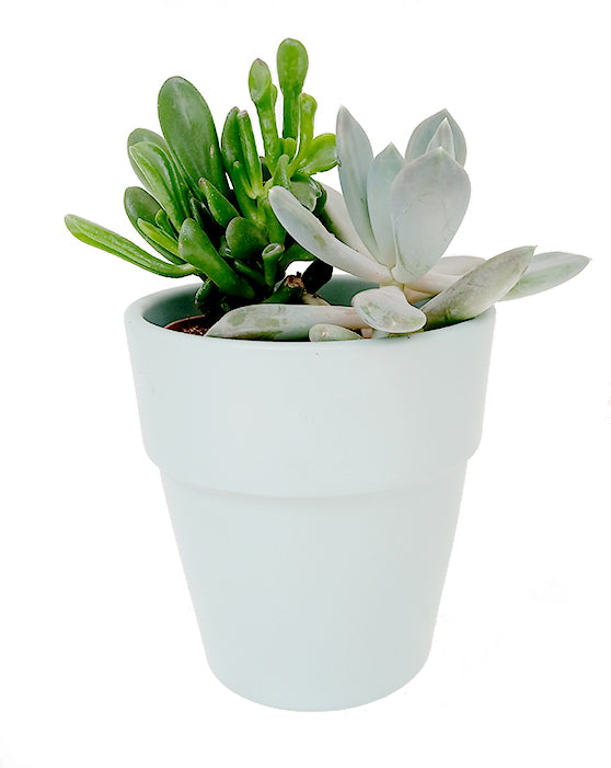 Elize Ceramic Pot | S | 5 Inch | Green Surf