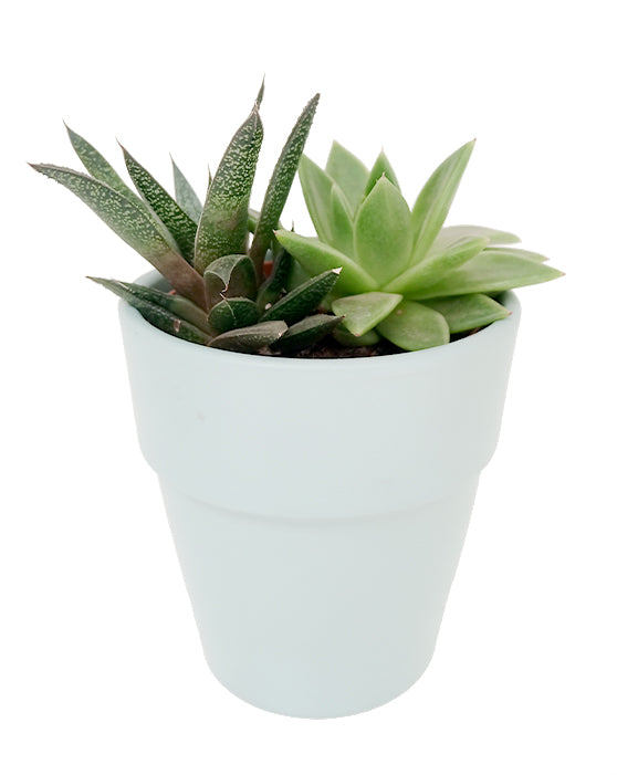 Elize Ceramic Pot | S | 5 Inch | Green Surf