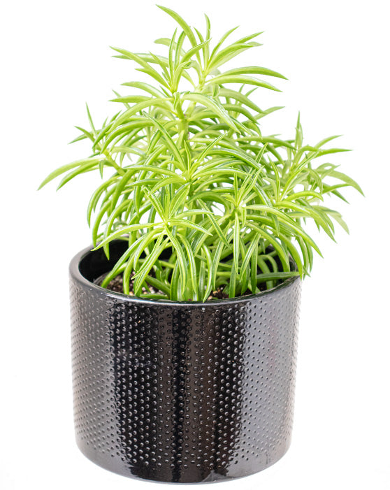 Succulent Bush Senecio | Senecio barbertonicus