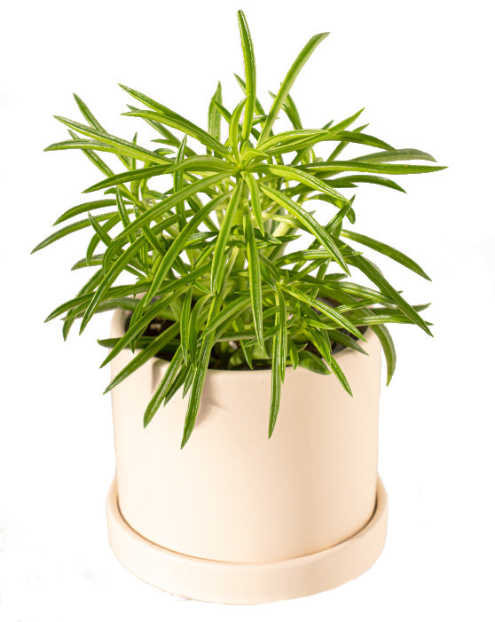 Succulent Bush Senecio | Senecio barbertonicus