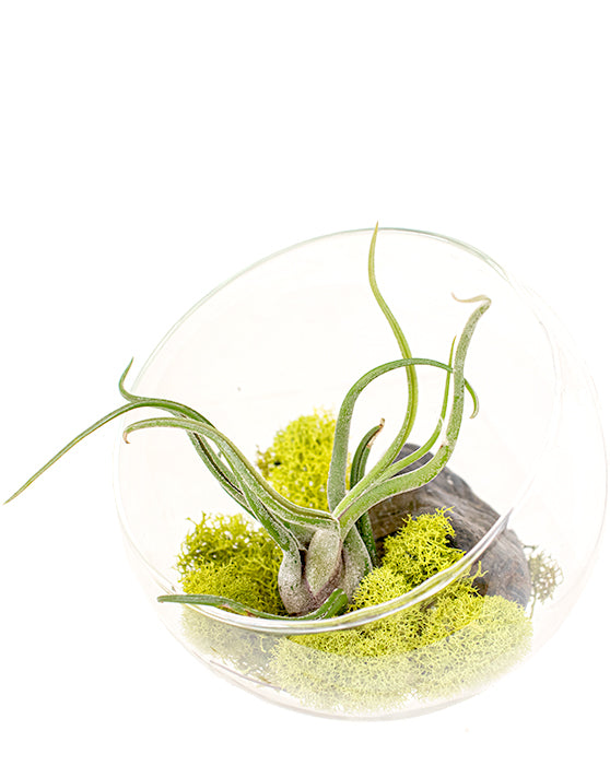 Tillandsia 'Air Plant' Assorted Bundle