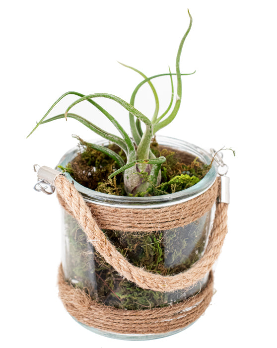 Tillandsia 'Air Plant' Assorted Bundle