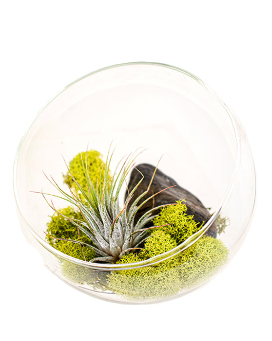 Tillandsia 'Air Plant' Assorted Bundle