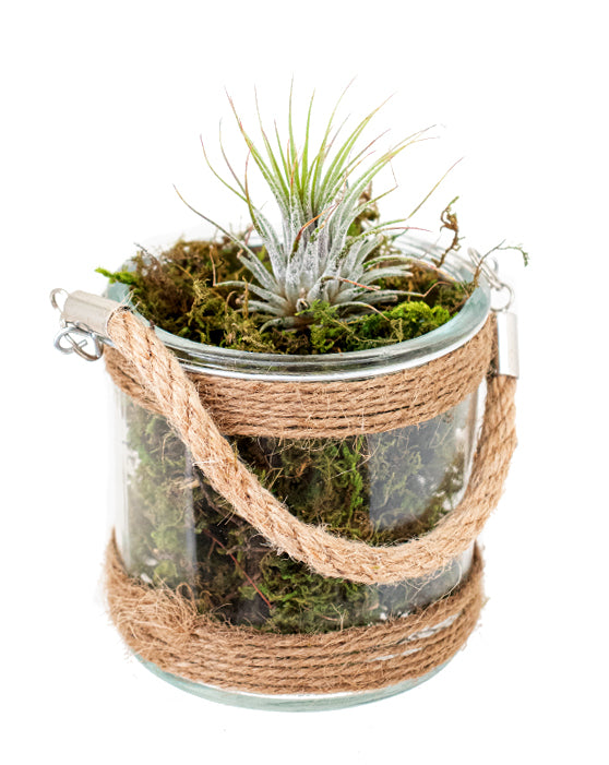 Tillandsia 'Air Plant' Assorted Bundle