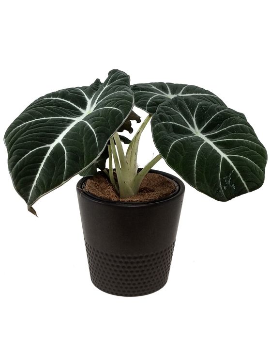 Alocasia Black Velvet 'Little Queen' | Reginula