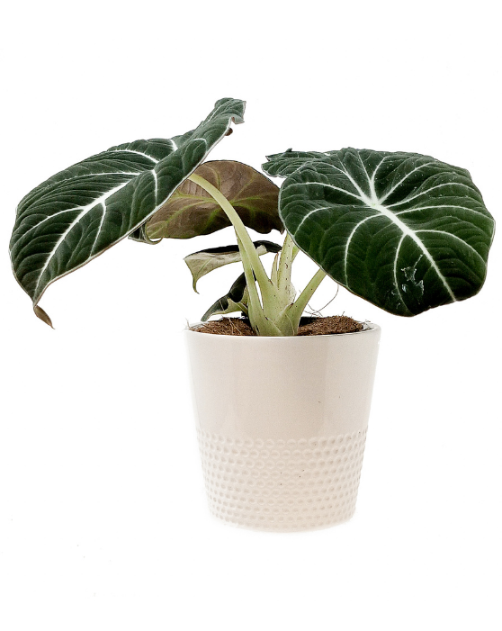 Alocasia Black Velvet 'Little Queen' | Reginula