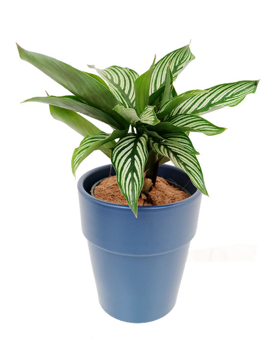 Calathea Blanc Pin-Stripe | Vittata