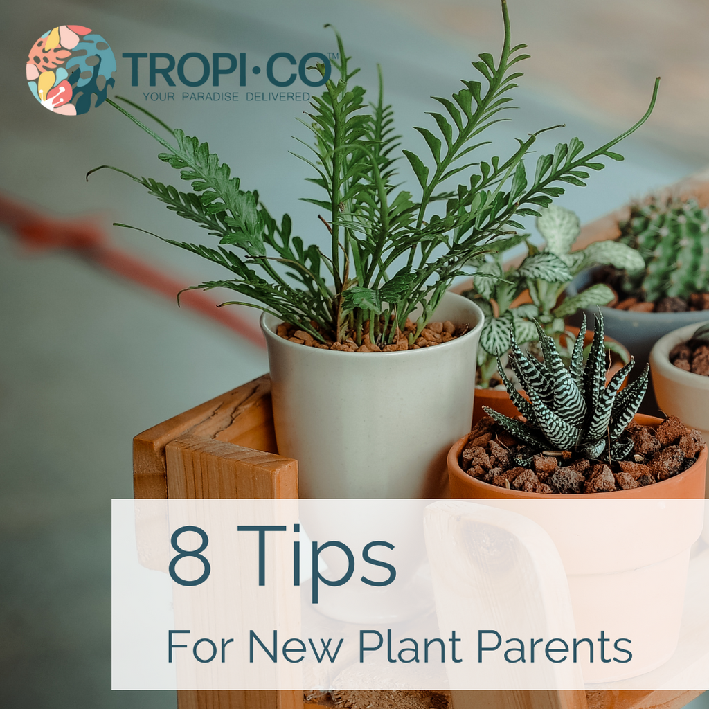 8 conseils pour les nouveaux parents de plantes