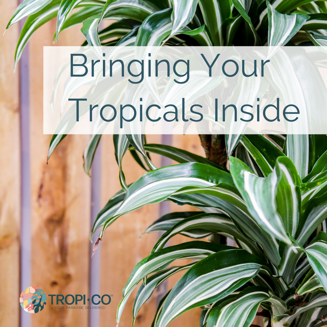 Bringing Your Tropicals Inside