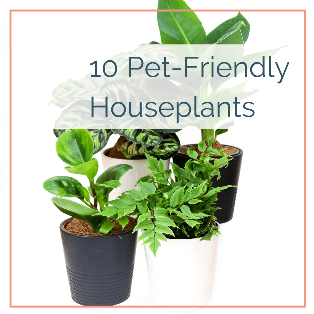 10 Popular Pet-friendly Houseplants