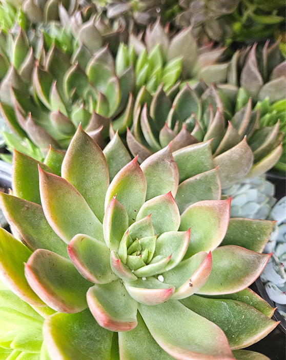 Succulent Collection | M | 4