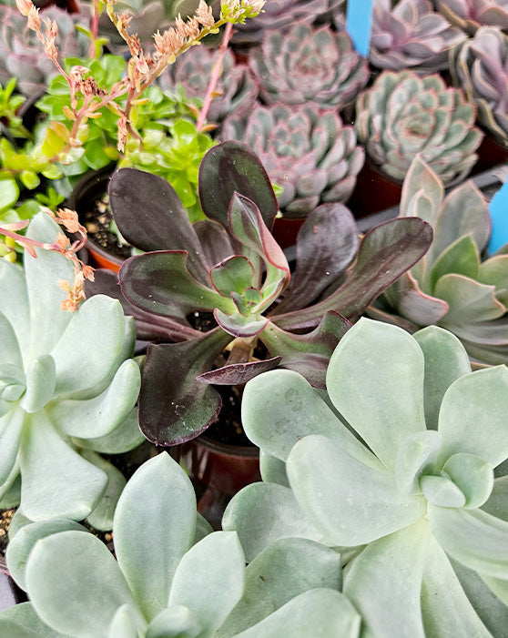 Succulent Collection | 3.5-4" | Assorted Wholesale