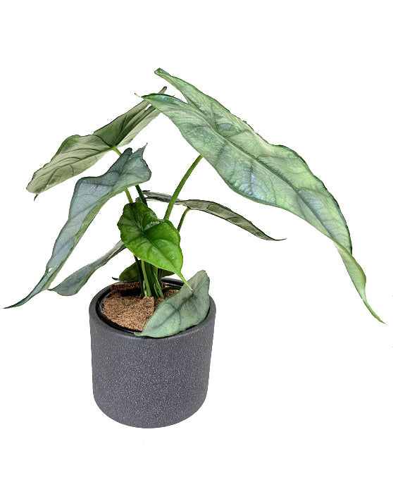 Alocasia Dragon's Breath | Heterophylla
