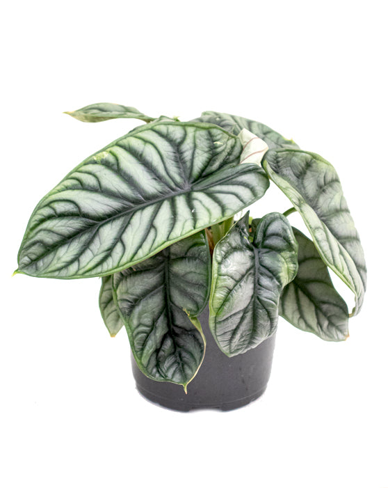 Alocasia 'Silver Dragon' | M | Baginda