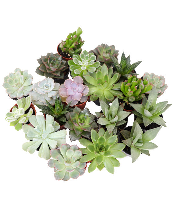 Collection de succulentes | 2.5