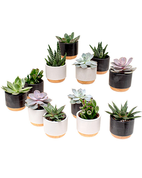 Collection de fleurs succulentes en pots Brume | XS | 3 pouces