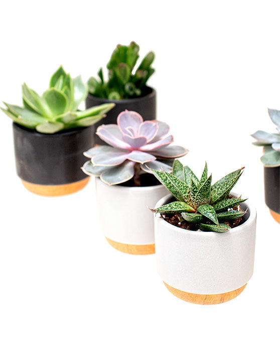 Collection de fleurs succulentes en pots Brume | XS | 3 pouces