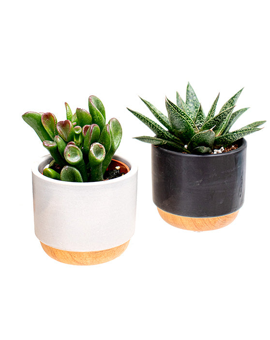 Collection de fleurs succulentes en pots Brume | XS | 3 pouces