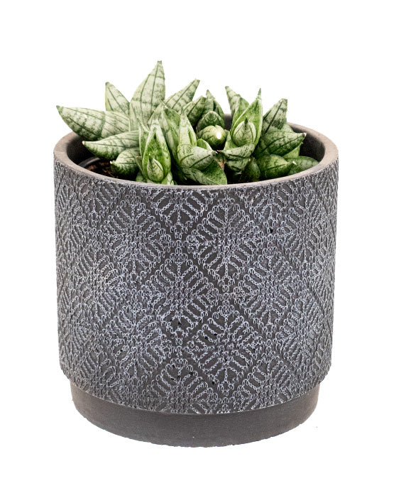 Snake Plant 'Dwarf Starfish' | Sansevieria Dwarf Boncel