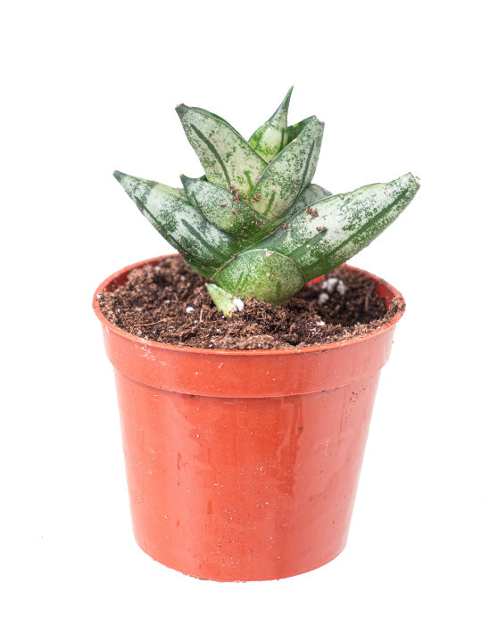 Snake Plant 'Dwarf Starfish' | Sansevieria Dwarf Boncel