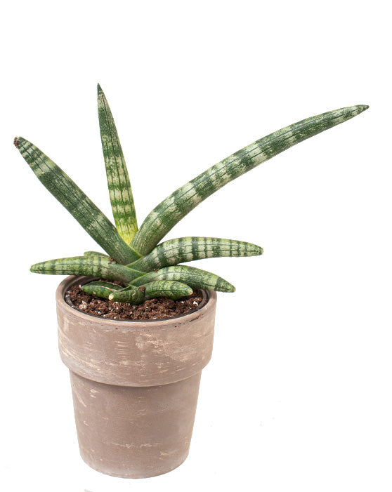 Snake Plant 'Starfish' | Sansevieria Boncel