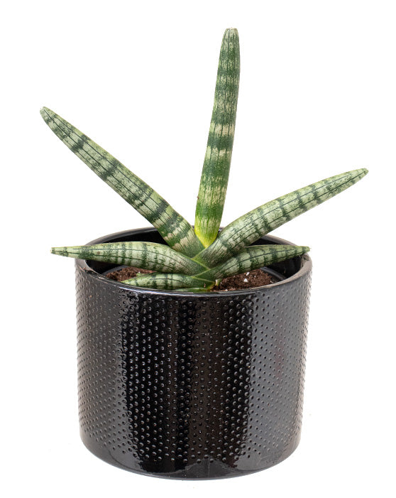 Snake Plant 'Starfish' | Sansevieria Boncel