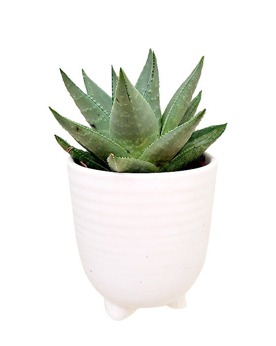 Succulent Favours Collection in Cambria Pots | XS | 3 Inch