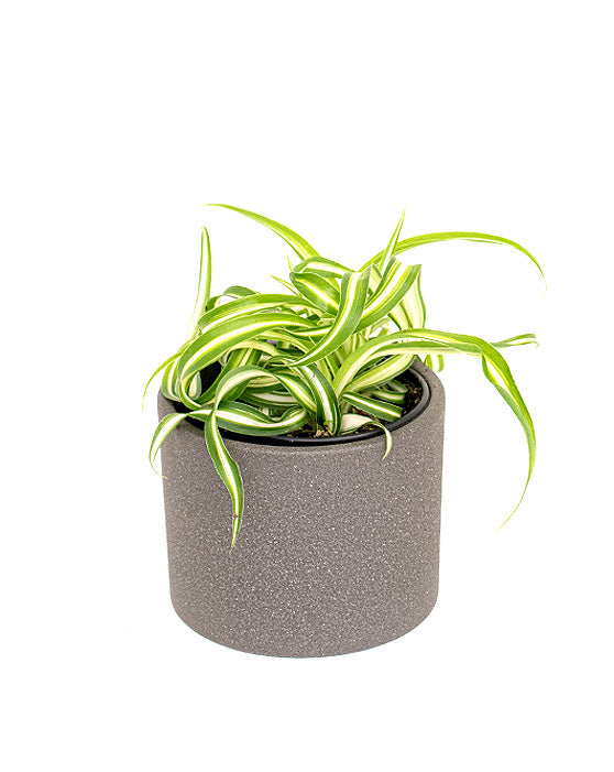 Plante araignée 'Curly Ribbon Plant' | Chlorophytum comosum Bonnie