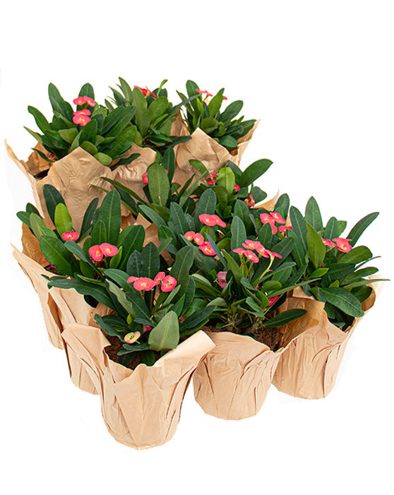 Euphorbia Hybrid 'Crown Of Thorns' | Euphobria Milii