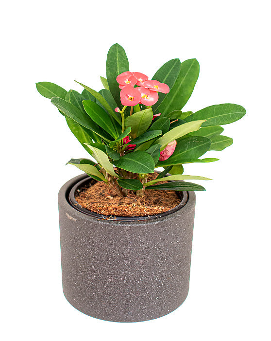 Euphorbia Hybrid 'Crown Of Thorns' | Euphobria Milii