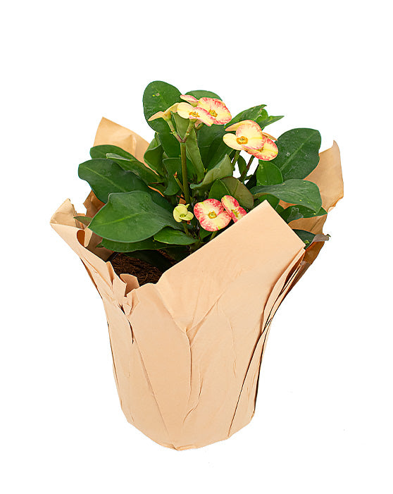 Euphorbia Hybrid 'Crown Of Thorns' | Euphobria Milii