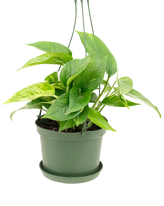 Pothos 'Golden' | Epipremnum aureum