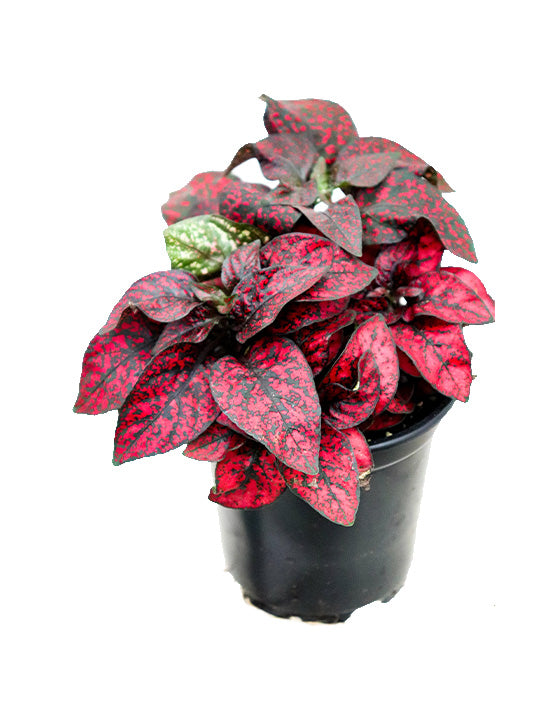 Polka Dot Plant Red | Hypoestes