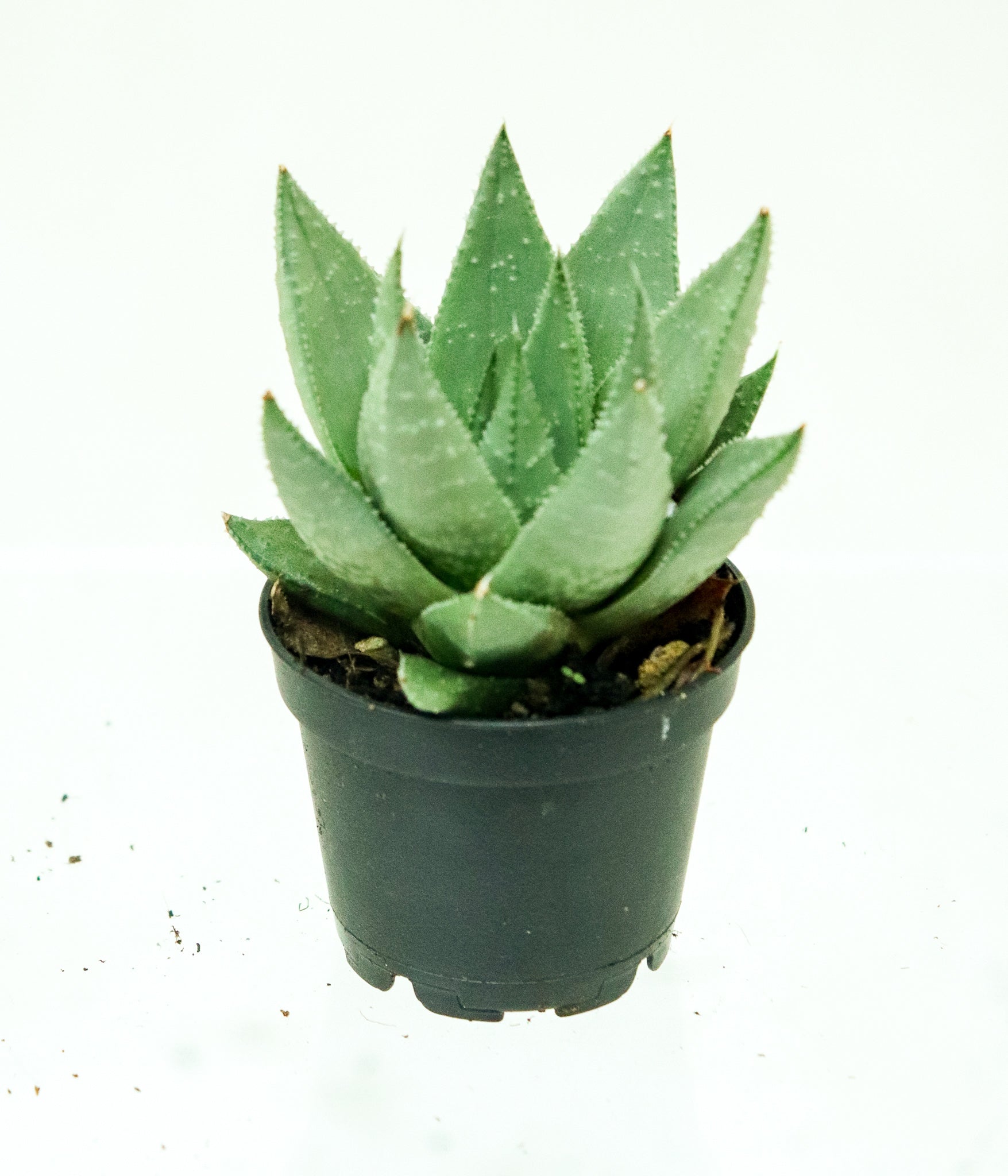 Succulent Collection | 2.5" | Assorted Wholesale