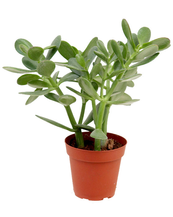 Succulent Collection | 3.5-4