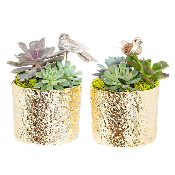 Kors Gold Christmas Succulent Combo | S | 4 Inch
