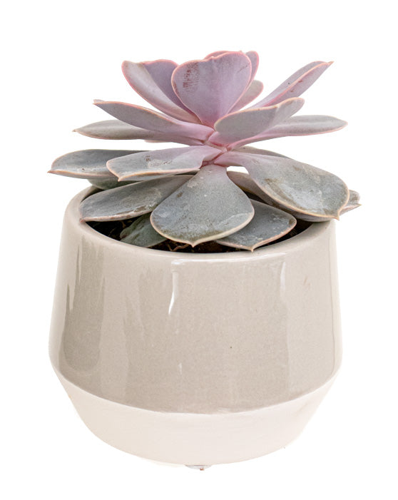 Succulent Favours Collection in Madison Pots | XS | 3 Inch