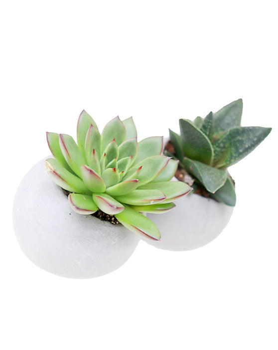 Modern Vibes | S | 4.5" | Concrete Round Pot