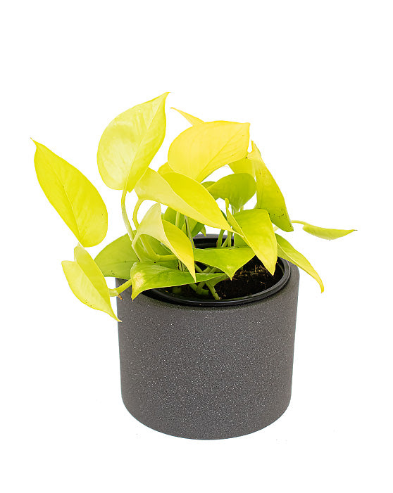Pothos Golden Neon | Epipremnum aureum Neon