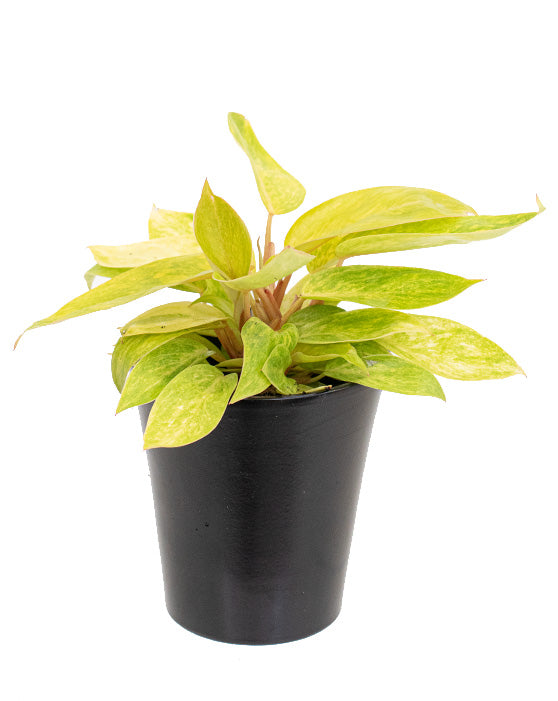 Philodendron 'Painted Lady' | Philodendron erubescens