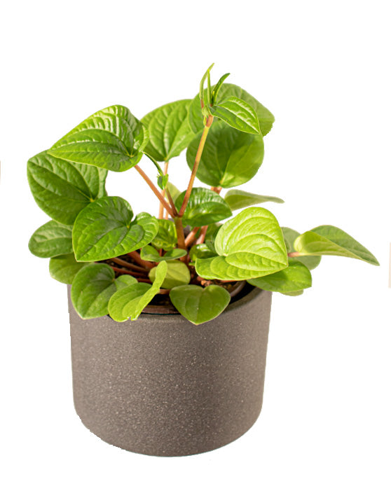 Peperomia Rana verde 'Rippled Chinese Money Plant' | Peperomia albovittata