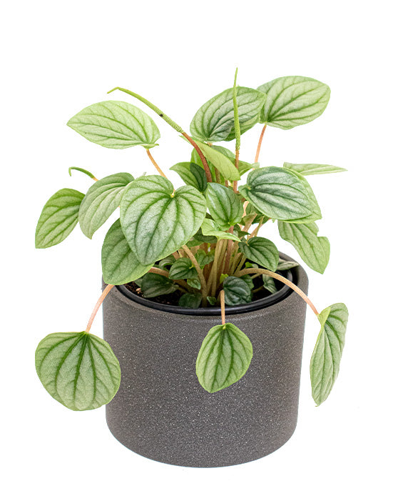 Peperomia argyreia | Peperomia argyreia