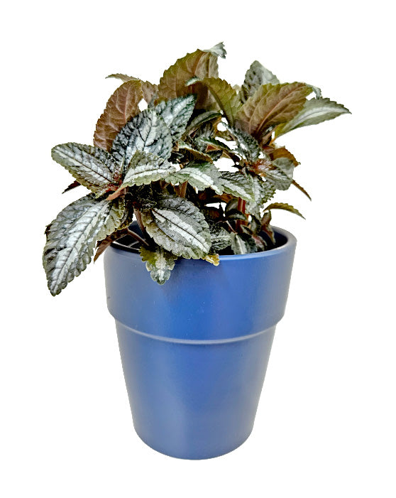 Pilea spruceana | Pilea spruceana