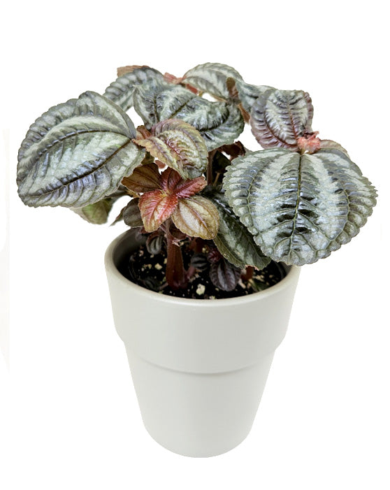Pilea Norfolk 'Friendship Plant' | Pilea involucrata