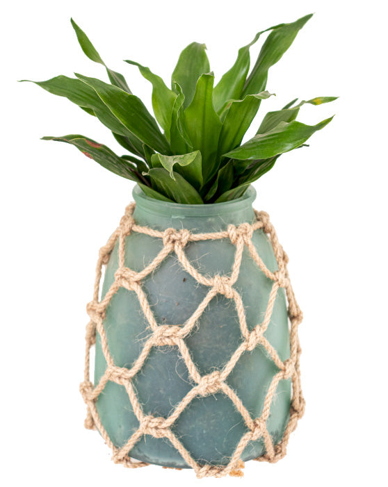 Contenant en verre pour ananas - bleu givré avec corde